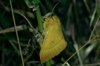 Lasiocampa trifolii trifolii