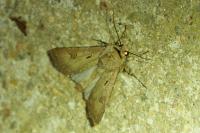 Agrotis exclamationis exclamationis