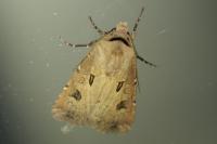 Agrotis exclamationis exclamationis