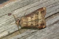 Agrotis ipsilon