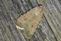 Caradrina clavipalpis