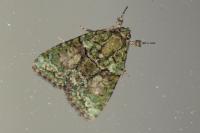 Cryphia algae