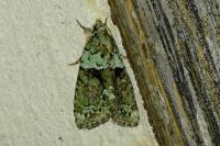 Cryphia algae