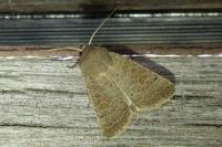 Hoplodrina ambigua