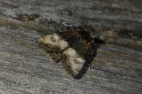 Mesoligia furuncula