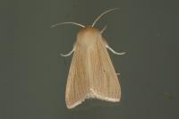 Mythimna pallens