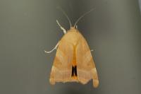 Noctua fimbriata