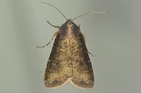 Peridroma saucia