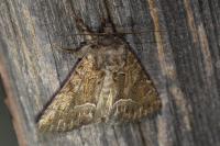 Thalpophila matura