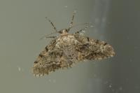 Tephronia sepiaria