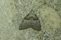 Nola cucullatella