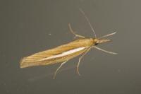 Agriphila tristella