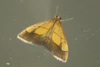 Evergestis limbata