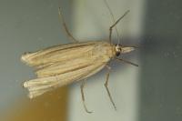 Ancylolomia tentaculella