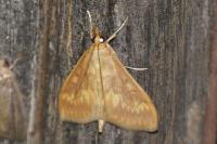 Ostrinia nubilalis