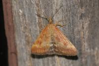 Pyrausta despicata