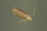 Achroia grisella