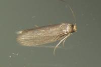 Achroia grisella