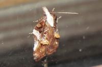 Acleris cristana