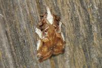 Acleris cristana