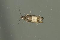 Spilonota ocellana