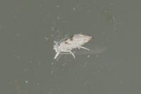 Niphonympha dealbatella