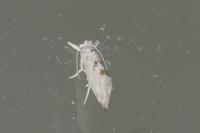 Niphonympha dealbatella