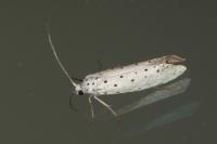 Yponomeuta