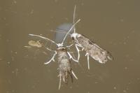 Paraswammerdamia albicapitella