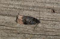 Metendothenia atropunctana