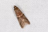 Ephestia