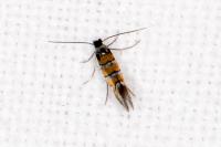 Phyllonorycter schreberella