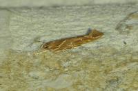Pyroderces argyrogrammos