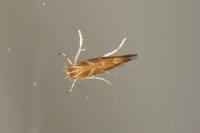 Pyroderces argyrogrammos