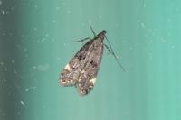 Dichomeris alacella