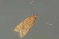 Helcystogramma lutatella