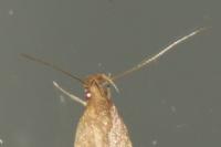 Helcystogramma lutatella