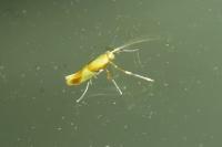 Caloptilia