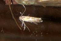 Phyllonorycter