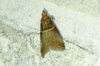Acrobasis advenella