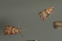 Acrobasis tumidana