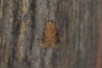 Ephestia