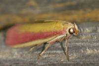 Oncocera semirubella