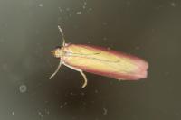 Oncocera semirubella