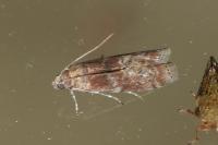 Phycita roborella