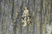 Nemapogon cloacellus