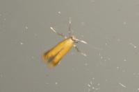 Coptotriche marginea