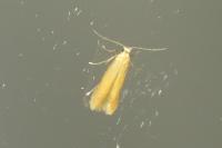Tischeria