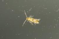 Bucculatrix ulmella