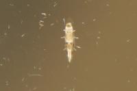 Bucculatrix ulmella